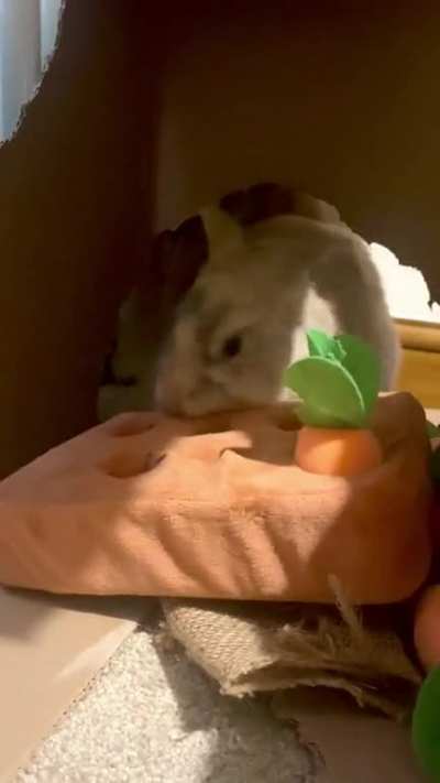 🥕😡