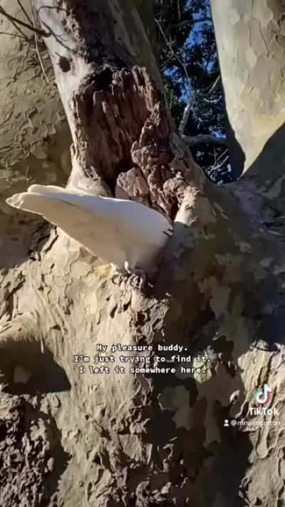 Flippin the bird