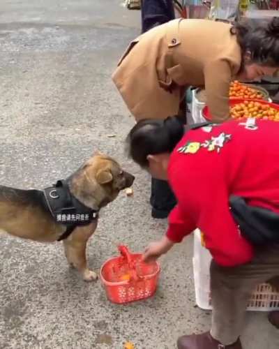 dogvideos