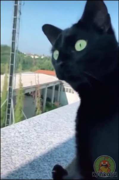 Непереводимая игра слов