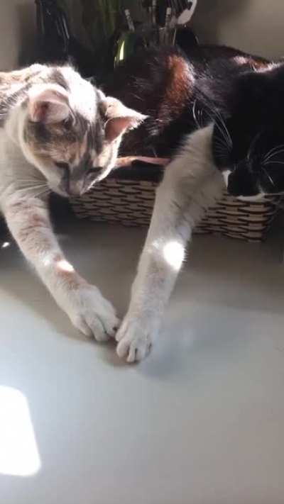 Hold my paw
