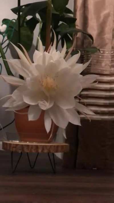 Time lapse of my Queen of the Night blooming