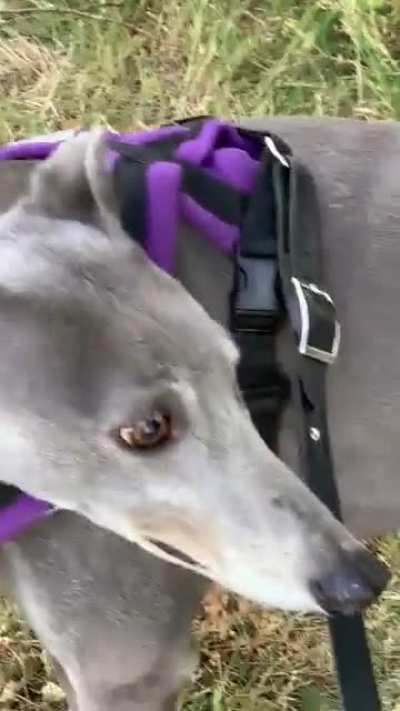 Molly makes me question the term “sight hound”