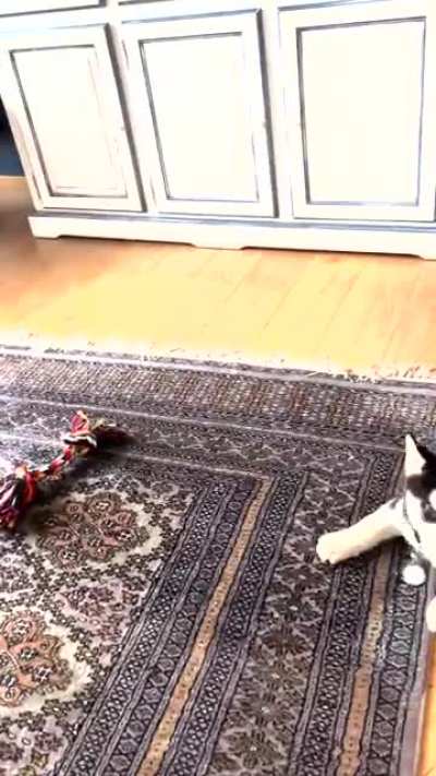 Mini husky, mini tantrum