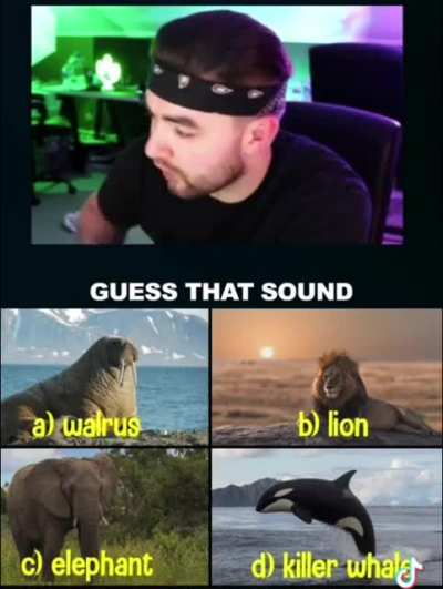 Walrus (credit: tiktok @kingwoolz2)