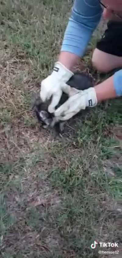 Saving a racoon