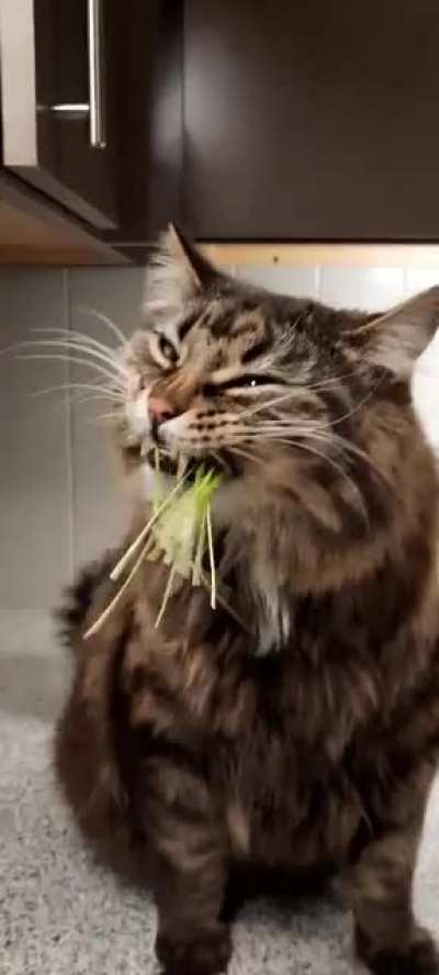 A tutorial from Jamarcus on how to properly eat greens..or so I thought 😭