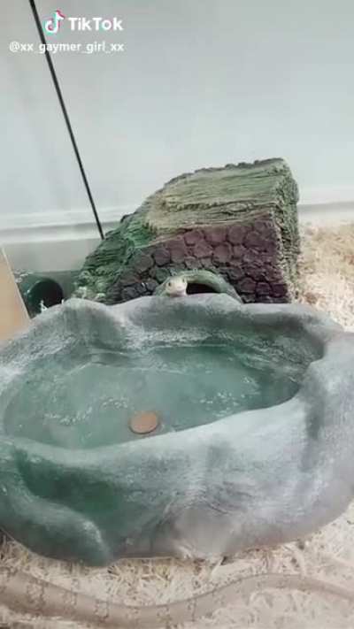 Yawning snek do be loud tho