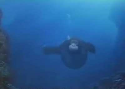 Sea Monke