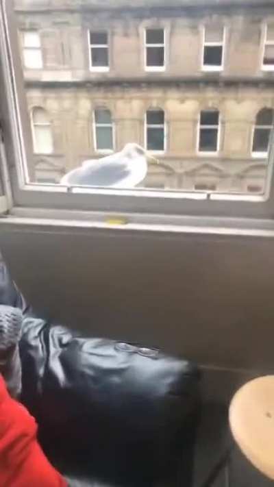 Original video from molliestevens on tiktok