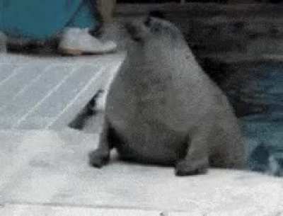Goodbye Seal