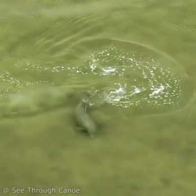 dolphin perfecting it's hunting technique