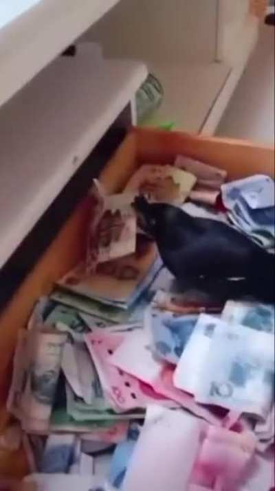 Thief Bird