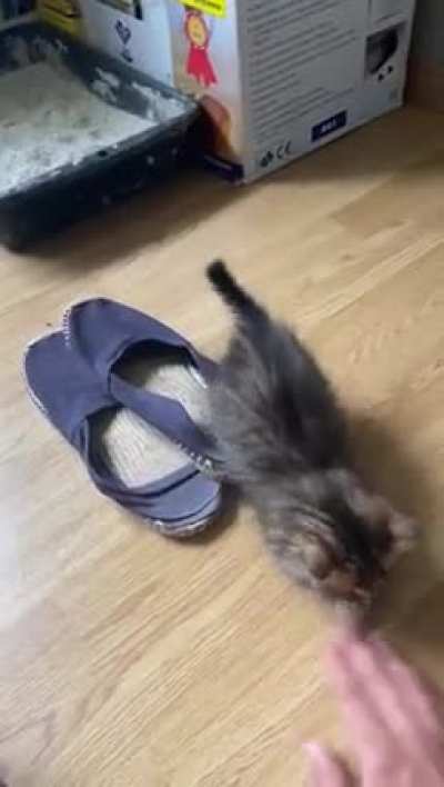 A smol potat in attak mode