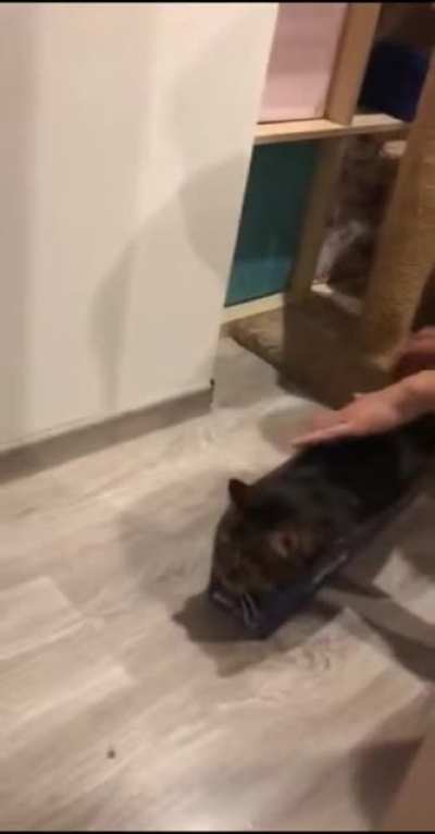 cat train
