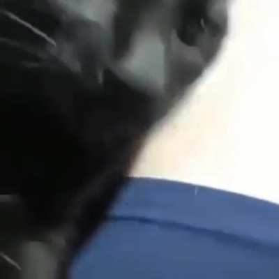 Puto gato