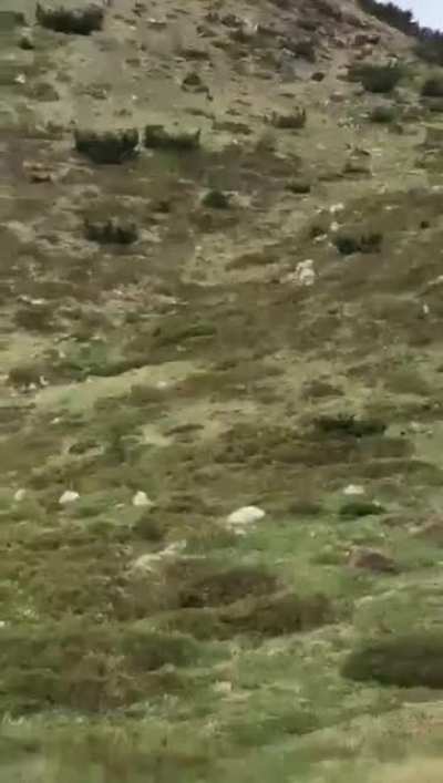 Don’t. Run.