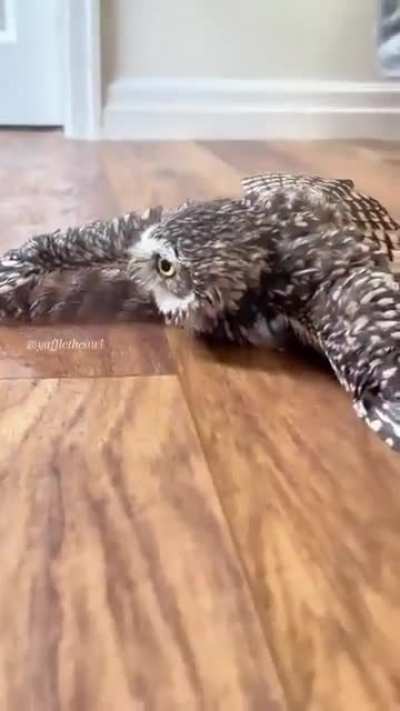 Moist Owlette