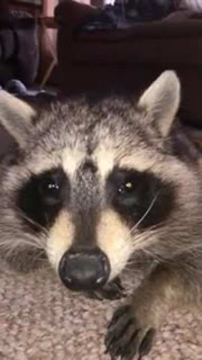 Boop