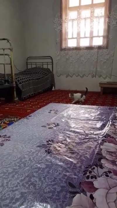 gato dando uma quicada atômica