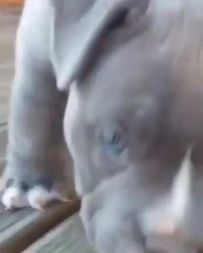learning to pupper