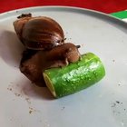 Give a snail a cucumber and you’ll feed him for a day. Record it and you’ll get fake internet points for life.