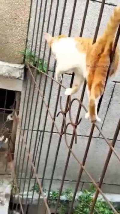 The world-famous Cat walk.