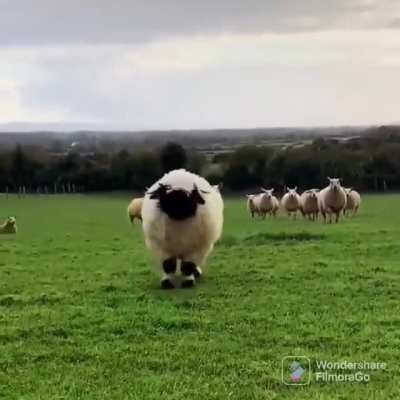 Appa hop hop