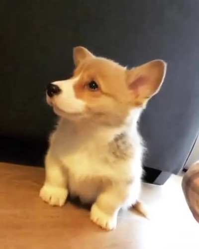 The Cutest Awoo

