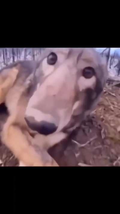Wunkioso squeak