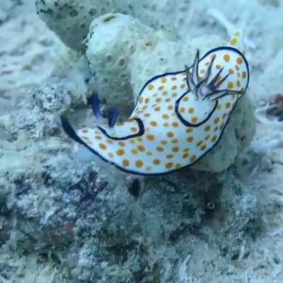 🔥 Nudibranchs are a suborder of gastropod mollusks, order Opisthobranchs, characterized by their extraordinary colors