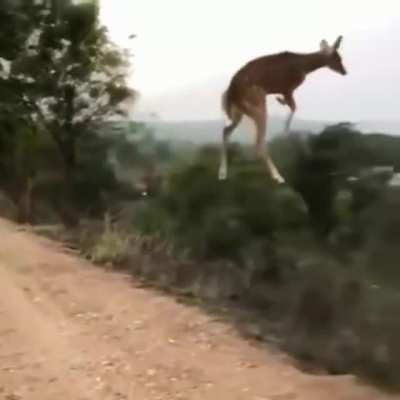 Deer doing a mega jump