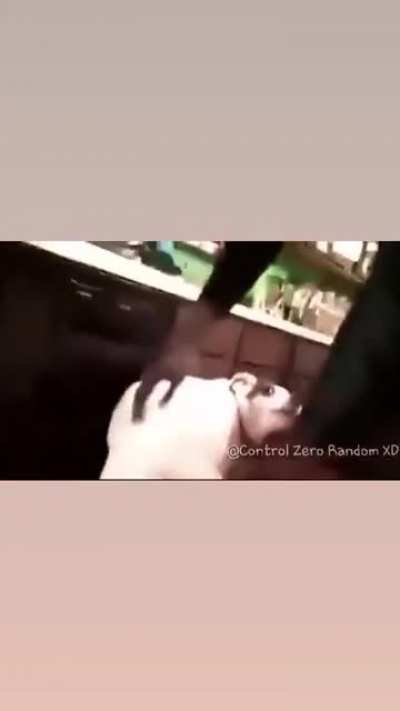 Stop sexually harassing dogs