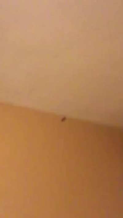 Can’t find the moth....