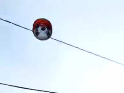 Minha bola!!!