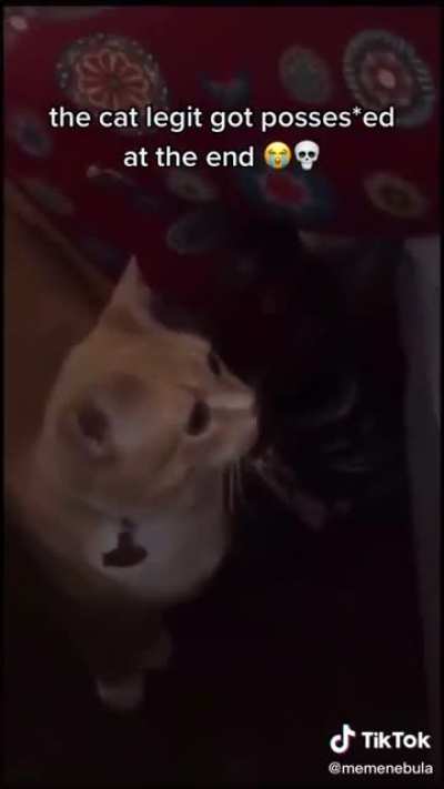 Cat scream.