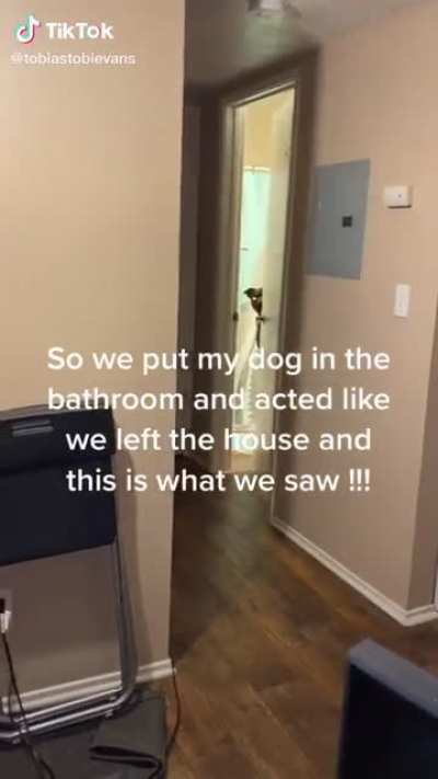 He’d be walking around the house on two paws when owners aren’t home 😂