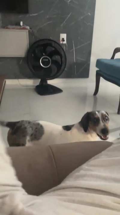 My dog 