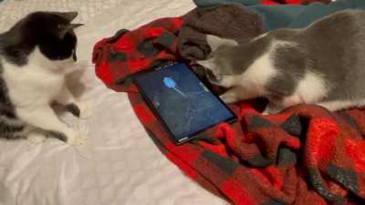 Mouse for Cats is where it’s at!
