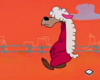 sheep