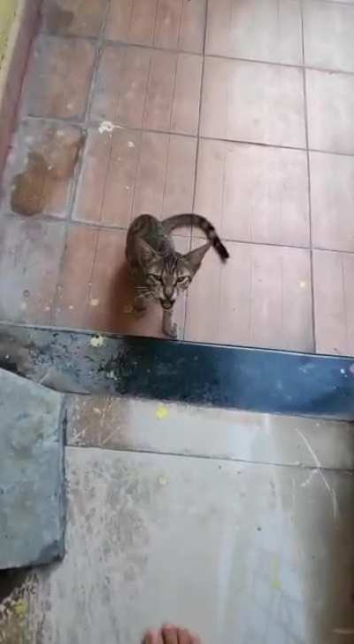 The cat came back.