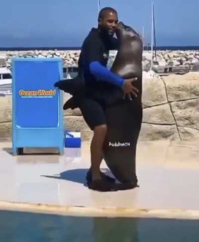 Sea lion dancing merengue. The seals in the back are the judges.