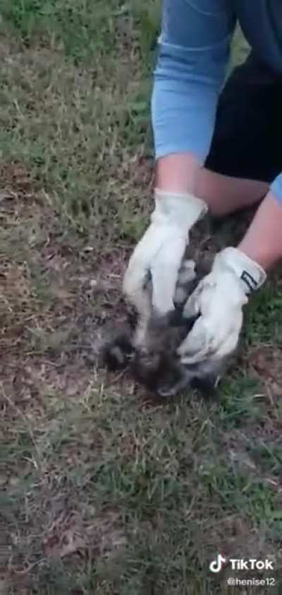 Such a cute raccoon
