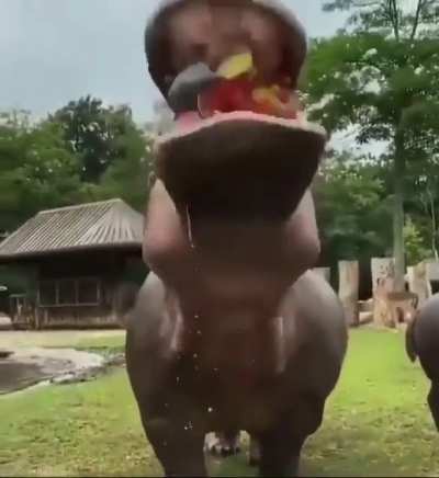 Бегемоша