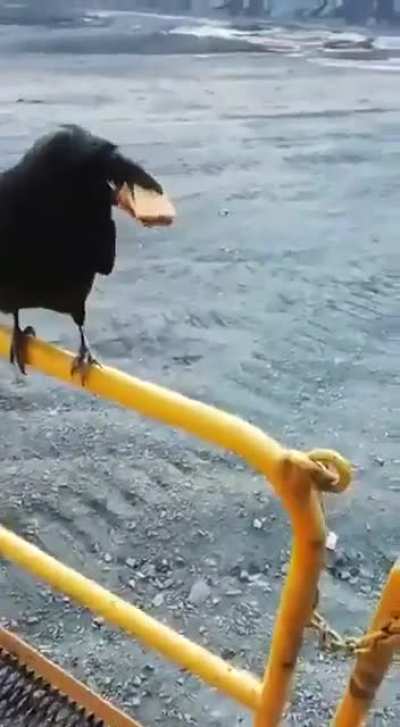 High crow to cookie ratio