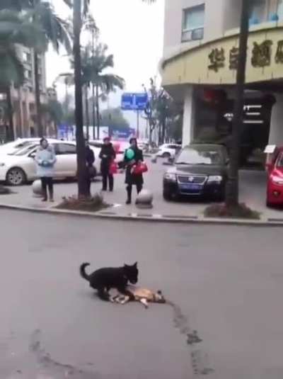 把冷漠的支畜说成是狗都是在侮辱狗