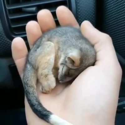 Baby ringtail possum enjoying the warmth of a car heater.