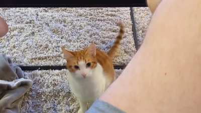 Such a nice little kittie.......