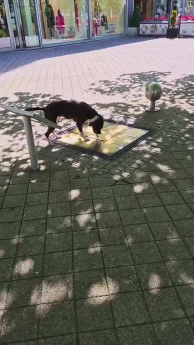 Its a dogs world and were just living in it.