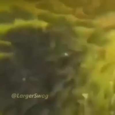 Monky swimming